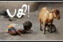சதாதான நீதவான்கள் என்றால் யார்? அவர்களின் பணி என்ன ?