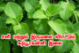 காலத்தின் குரலாக பேசும் புதுவை இரத்தினதுரை.!