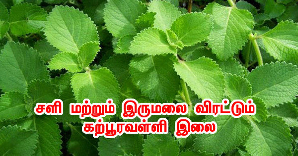 சளி மற்றும் இருமலை விரட்டும் கற்பூரவள்ளி இலை!